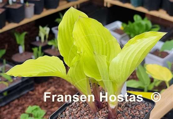 Hosta Fruit Punch