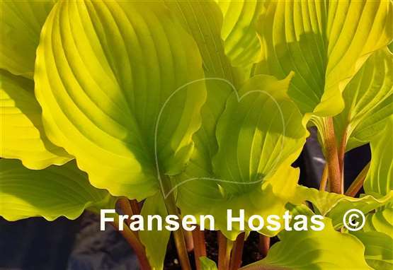 Hosta Fruit Punch