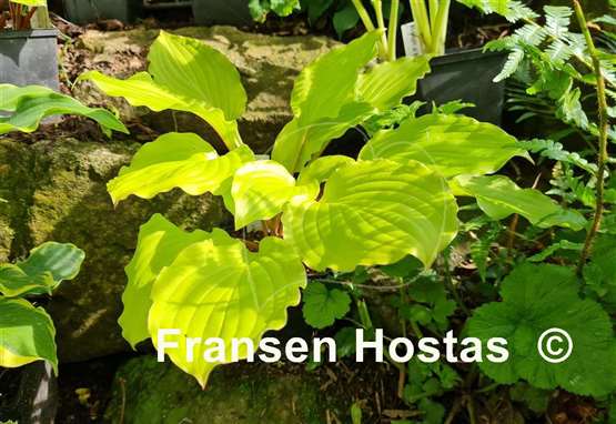 Hosta Fruit Punch
