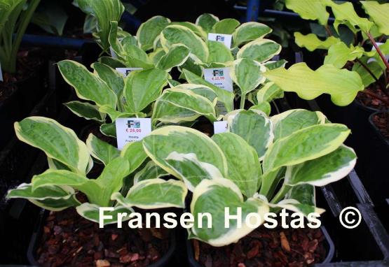 Hosta Fruit Loop
