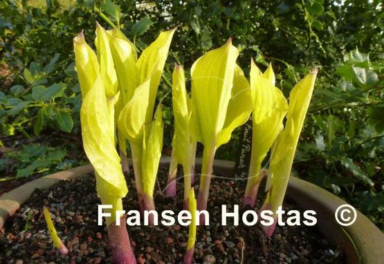 Hosta Fruit Punch