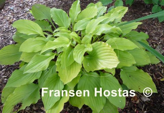 Hosta Fruit Punch