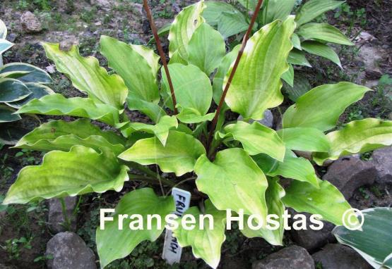 Hosta Fruit Punch