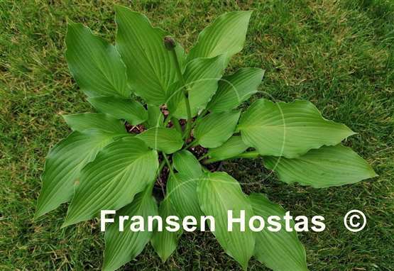 Hosta Fujibotan