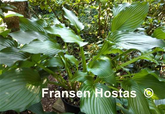 Hosta Fujibotan