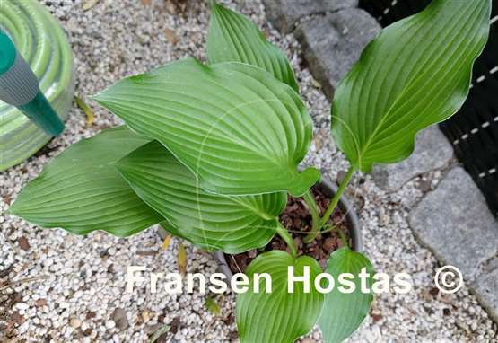 Hosta Fujibotan 