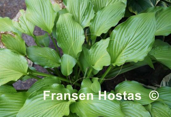 Hosta Fujibotan