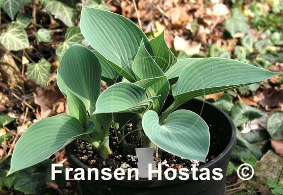 Hosta Fulda