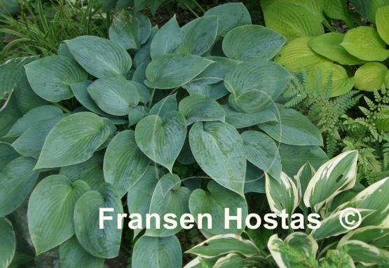 Hosta Fulda