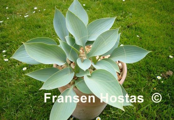 Hosta Fulda