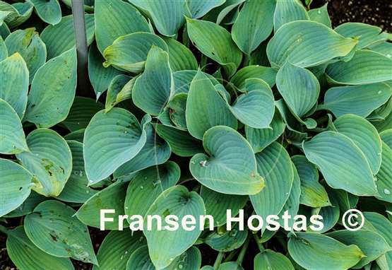 Hosta Fulda