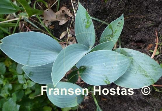 Hosta Fulda