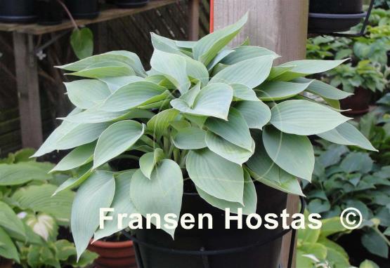 Hosta Fulda