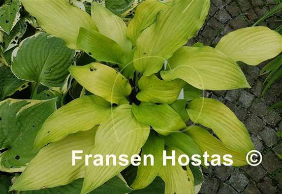 Hosta Funky Monkey