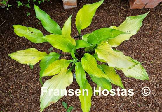 Hosta Funky Monkey