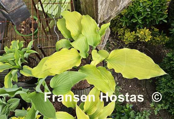 Hosta Funky Monkey