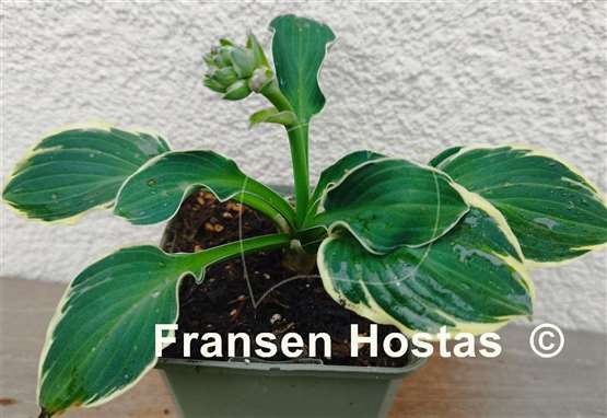 Hosta Funky Mouse