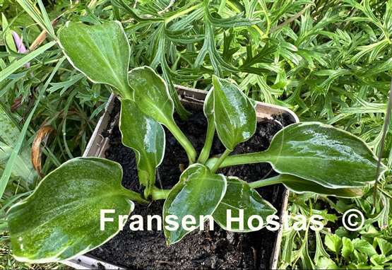 Hosta Funky Mouse