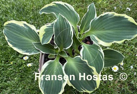 Hosta Funky Mouse