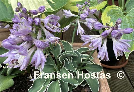 Hosta Funky Mouse