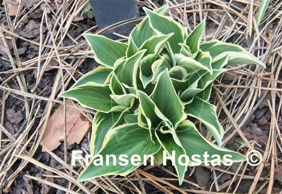 Hosta Funky Mouse