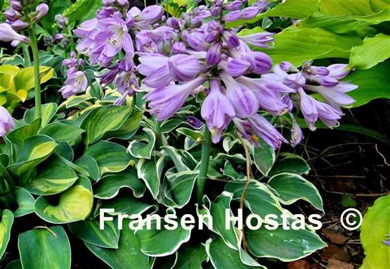 Hosta Funky Mouse