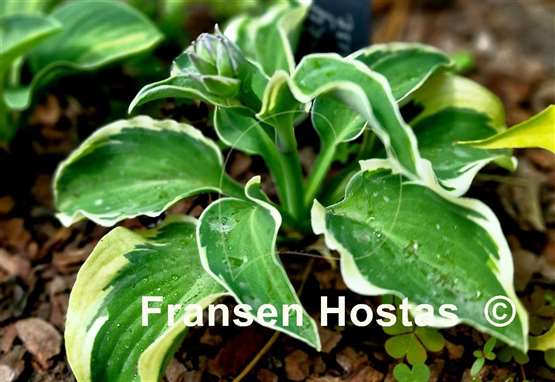 Hosta Funky Mouse
