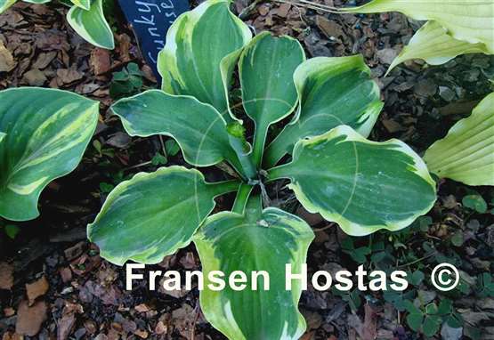 Hosta Funky Mouse