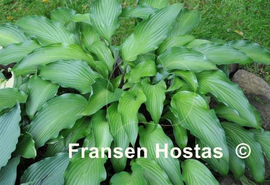 Hosta Funky Monkey
