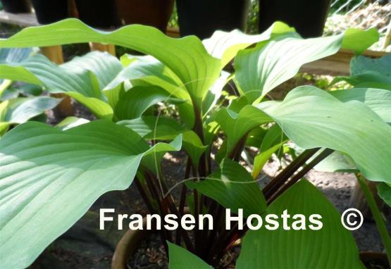 Hosta Funky Monkey
