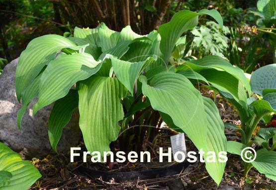 Hosta Funky Monkey
