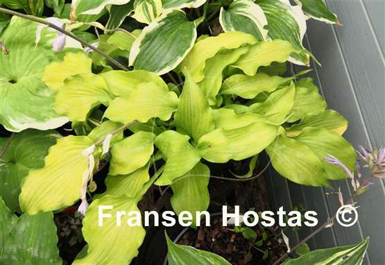 Hosta Funny Bones