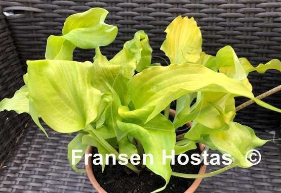 Hosta Funny Bones