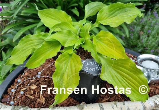 Hosta Funny Bones