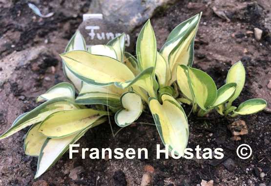 Hosta Funny Frolic