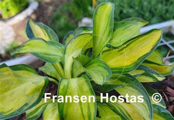 Hosta Funny Frolic