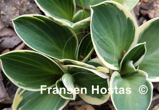 Hosta Funny Mouse