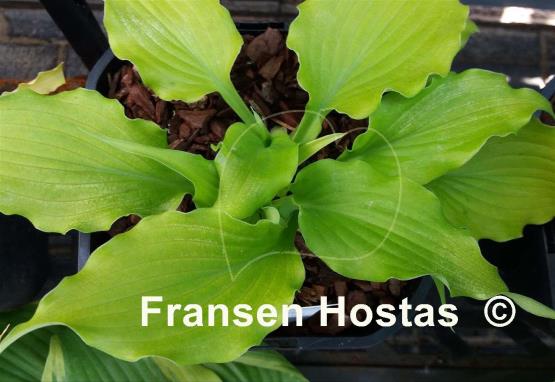 Hosta Funny Bones