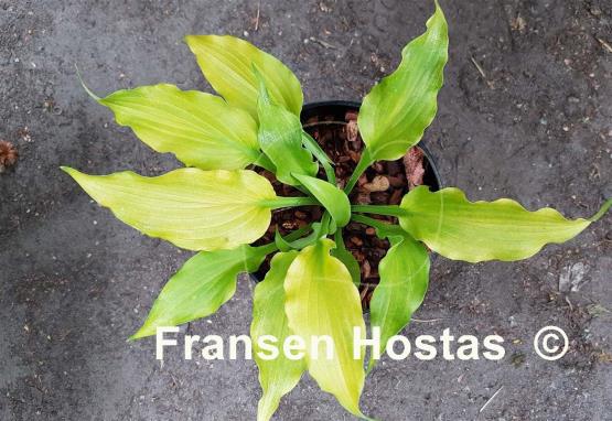 Hosta Funny Bones