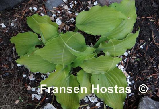Hosta Funny Bones