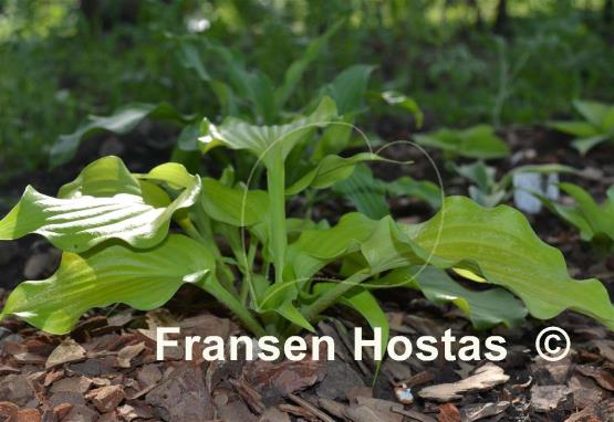 Hosta Funny Bones