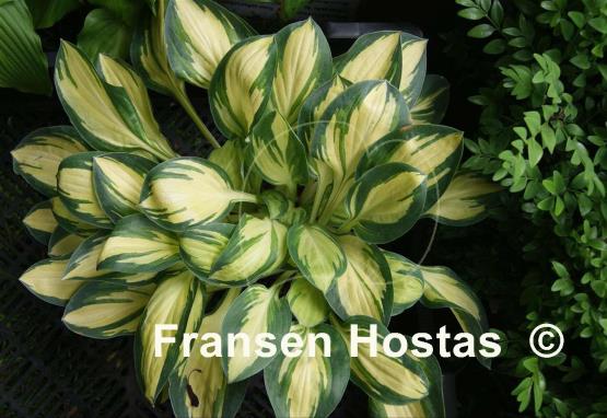 Hosta Funny Frolic