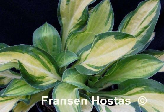 Hosta Funny Frolic