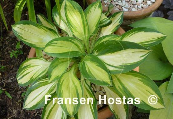 Hosta Funny Frolic