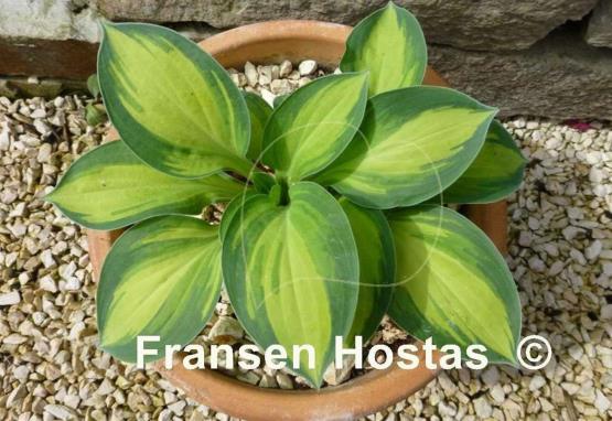 Hosta Funny Frolic