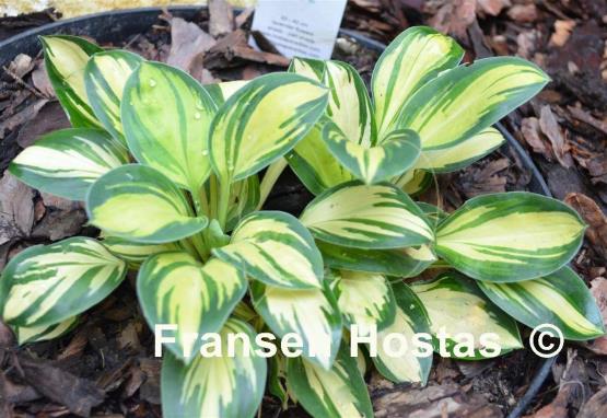 Hosta Funny Frolic