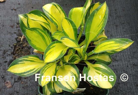 Hosta Funny Frolic