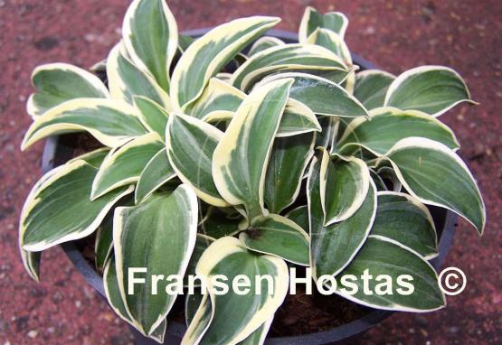 Hosta Funny Mouse