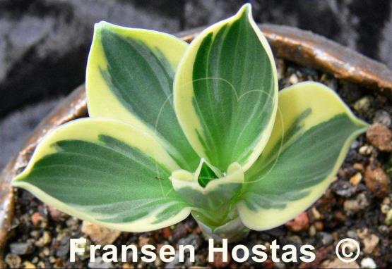 Hosta Funny Mouse
