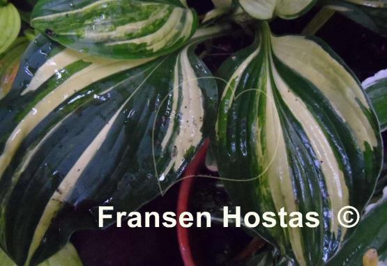 Hosta Futura